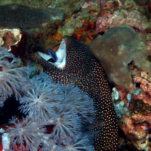 Whitemouth Moray PG, Philippines