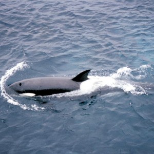 Southeren Indian Ocean - Marion Island