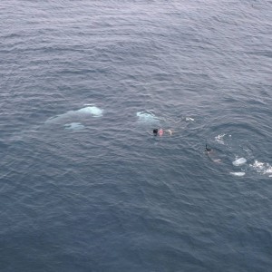 Southeren Indian Ocean - Marion Island