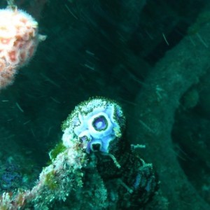 Anenomes on HMNZS Waikato