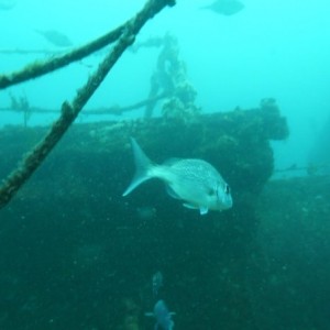 Snapper on HMNZS Waikato