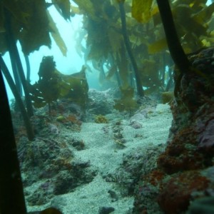 Kelp Garden