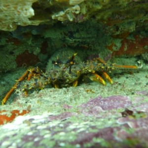 Crayfish