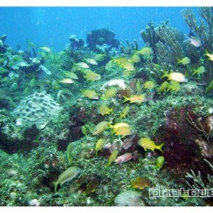 Reef, corals and fish