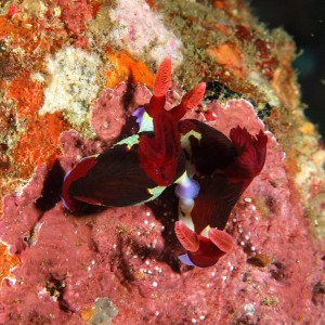 Nudibranch PG, Philippines
