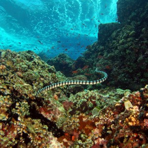 Sea Snake PG, Philippines