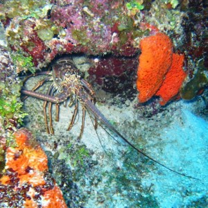 Belize -- Dec 2007