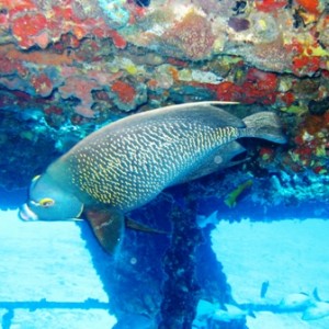 Wreck Diving in Mexico -- Feb 2008