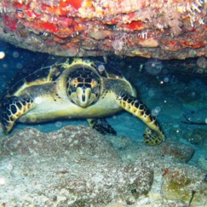 Night diving near Cancun, Mexico -- lots of current!!