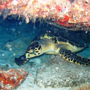 Night diving near Cancun, Mexico -- lots of current!!