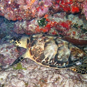 Night diving near Cancun, Mexico -- lots of current!!