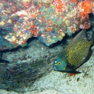 Night diving near Cancun, Mexico -- lots of current!!