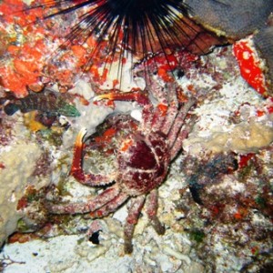 Night diving near Cancun, Mexico -- lots of current!!