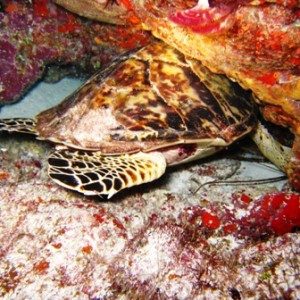 Night diving near Cancun, Mexico -- lots of current!!