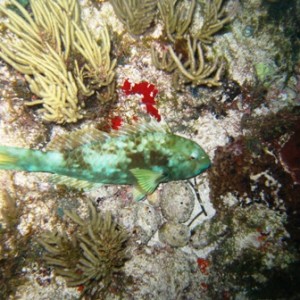 Night diving near Cancun, Mexico -- lots of current!!