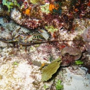 Night diving near Cancun, Mexico -- lots of current!!