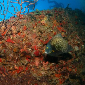 French Angelfish on the Wreck of the Scutty