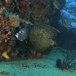 French Angelfish on the Wreck of the Scutty - 2