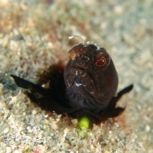 Sailfin Blenny Off The Wreck Of The Scutty