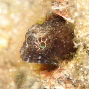 Sailfin Blenny Off The Wreck Of The Tracy - 1
