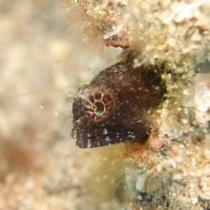 Sailfin Blenny Off The Wreck Of The Tracy - 2