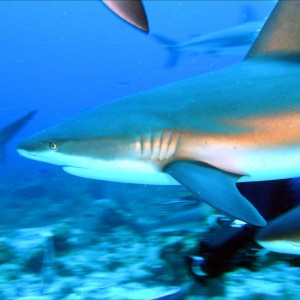 Shark Dive, Roatan