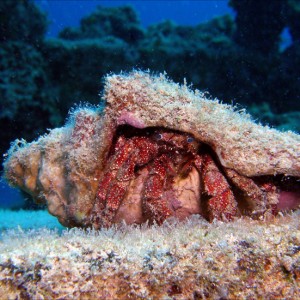 Blue Eyed Hermit