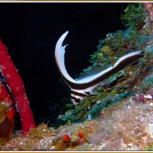 Juvenile Drum Fish