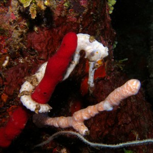 Sea Horse, Roatan