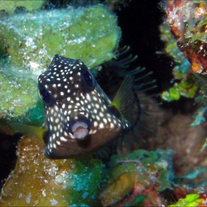 Trunk Fish