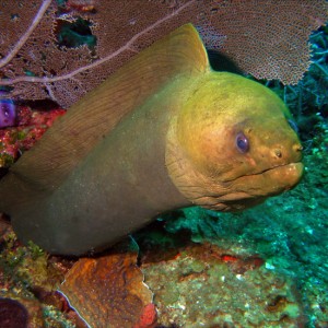 Moray