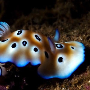 Chromodoris