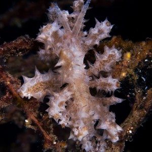 Nudibranch