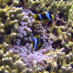 Anemonefish_GREAT_BARRIER_REEF