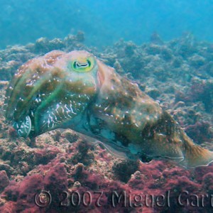 Cuttlefish_GREAT_BARRIER_REEF