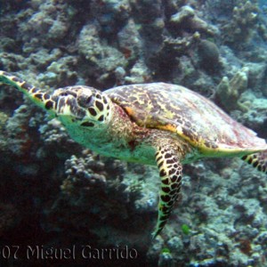 Sea_turtle_1_GREAT_BARRIER_REEF
