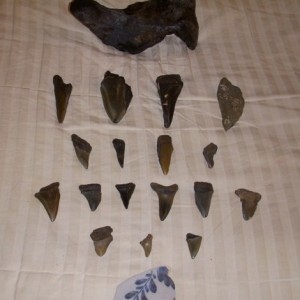 Prehistoric bone fragment, megladon teeth and 17th century pottery