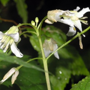 Toothwort