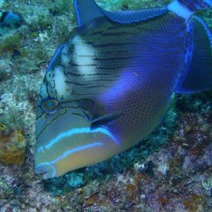 Triggerfish - Little Cayman - May 08