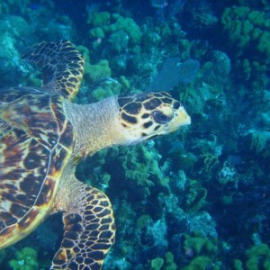 Turtle - Little Cayman - May 08