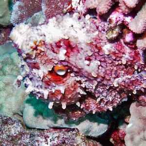 Octopus Hiding - Hee Mauli