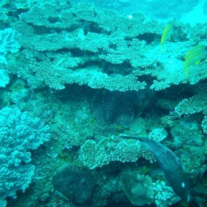 Diving at Ponta