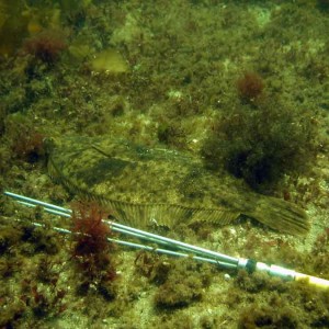 Front Beach, Rockport, MA, Dive 052508