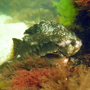 Front Beach, Rockport, MA, Dive 052508