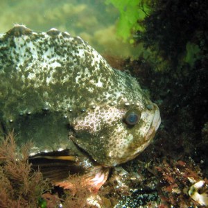 Front Beach, Rockport, MA, Dive 052508