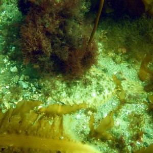 Front Beach, Rockport, MA, Dive 052508