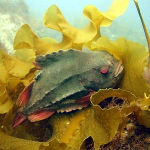 Front Beach, Rockport, MA, Dive 052508