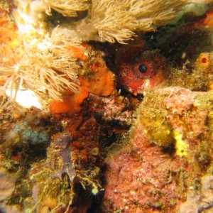 Lembeh Canon G9