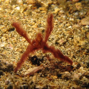 Lembeh Canon G9