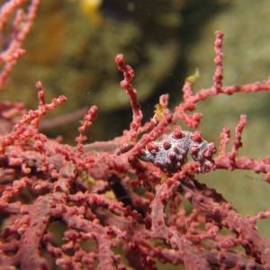 Lembeh Canon G9